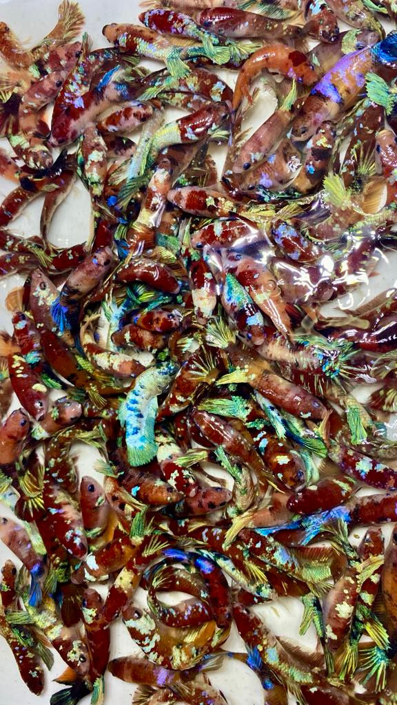 FANCY KOI Multicolor mixHalfmoon Tropical FEMALE Live Betta Fish High Quality #1