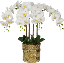 Extral Large 26" White Orchid Arrangement in Elegant Gold Ceramic Pot