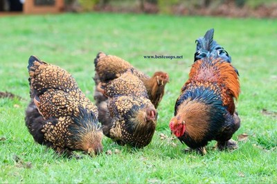 10+ Gold Laced Brahma Fertile Chicken Hatching Eggs Gentle Large Breed