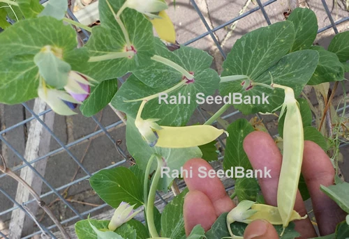 Golden-Yellow Snow Peas - A Rare & Most Desired Beautiful Peas Variety - 5 Seeds - Picture 11 of 12