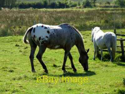 Foto 6x4 Pferd und Pony auf der Thorpe Farm Skendleby seltsame Markierungen auf der c2007