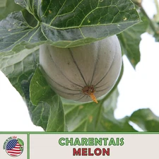 40 Charentais Melon Seeds, French Heirloom Cantaloupe, Non-GMO, Genuine USA