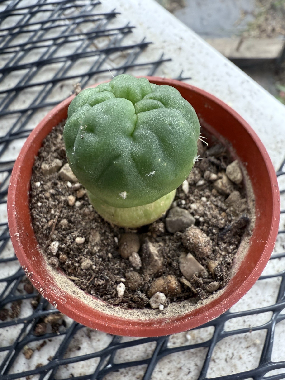 E Subdenudatum Fuzzy Navel Crest Rare Clone Starter Plant