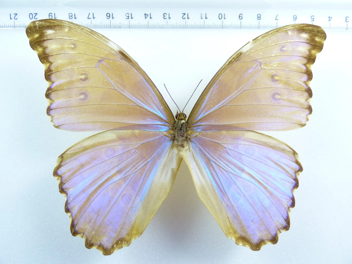Rare Butterfly for sale | eBay