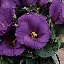 Lisianthus Seeds Sapphire Blue 25 Pelleted Seeds Flower Seeds