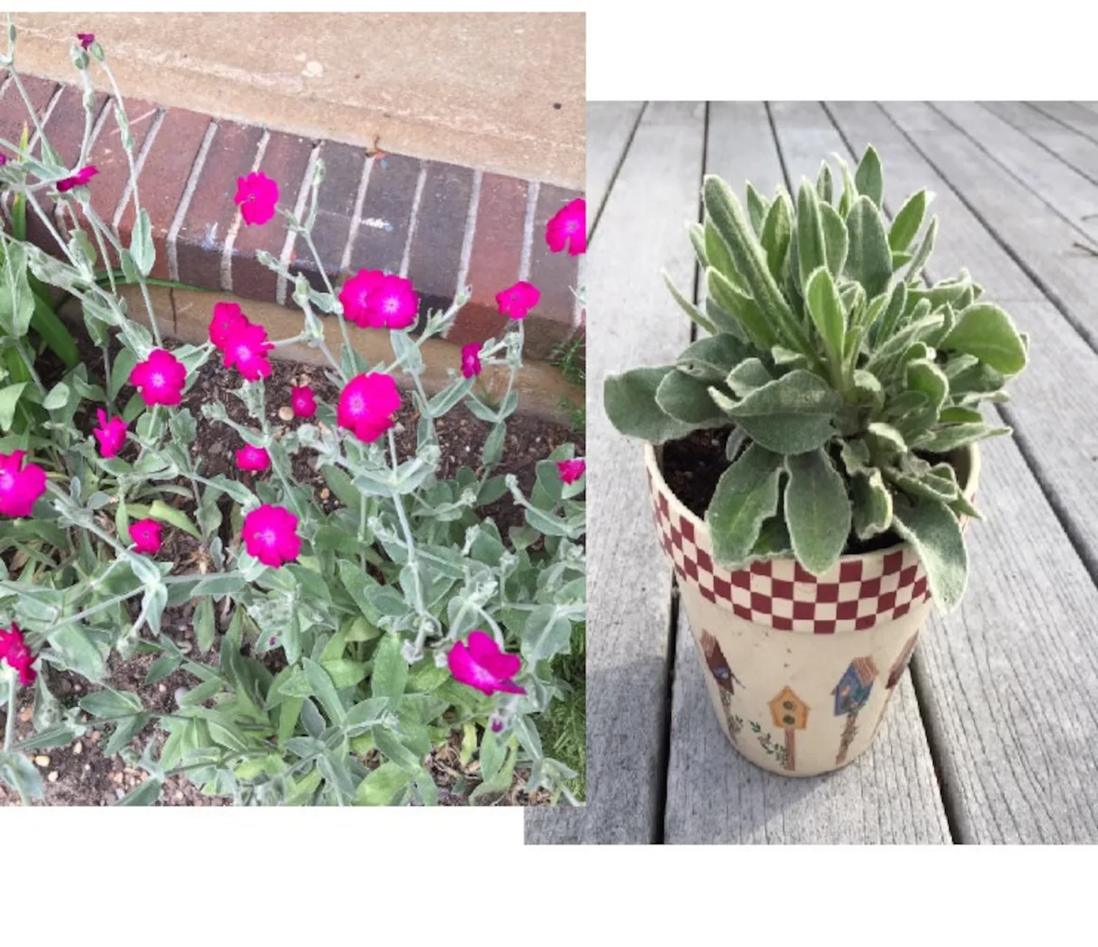 Extra Large Rose Campion plant - Ready to Bloom hot pink flower
Opens in a new window or tab