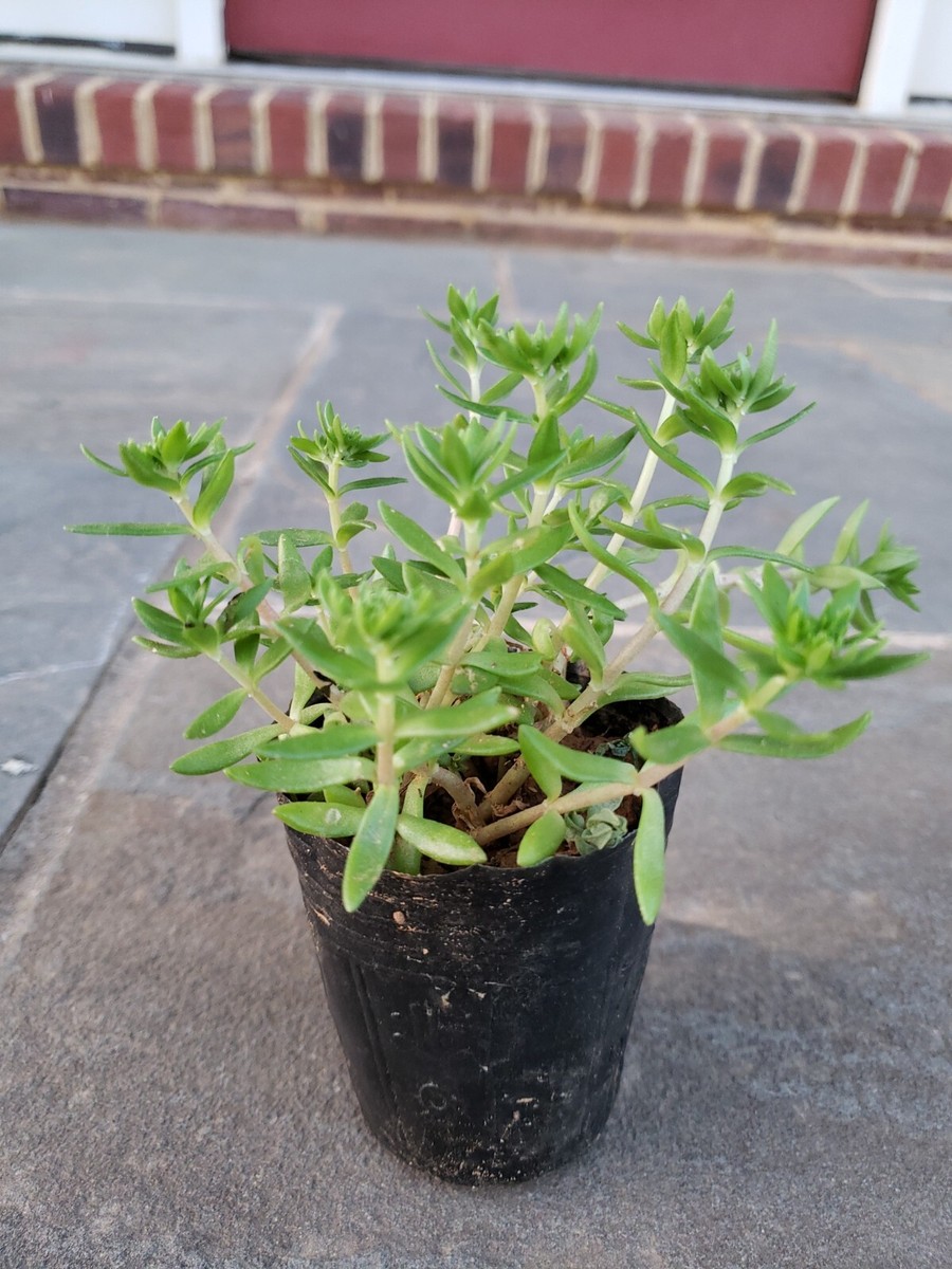 Sedum Sarmentosum Stonecrop Perennial Plant in 2.5" pot Edible ground  cover | eBay