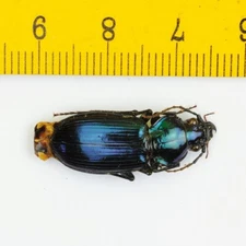 GROUND BEETLE - Carabidae sp - MALAYSIA - 8500
