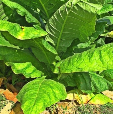 20+ Tobacco Seeds Havanna Gold USA seller