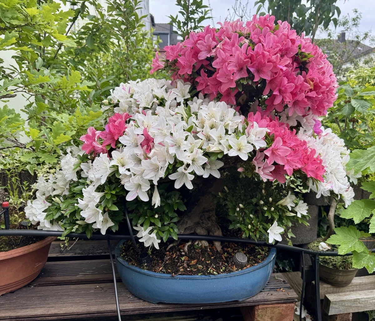 Rhododendron Bonsai Pflanzen, Bume & Strucher fr Torf-Boden online  kaufen | eBay.de