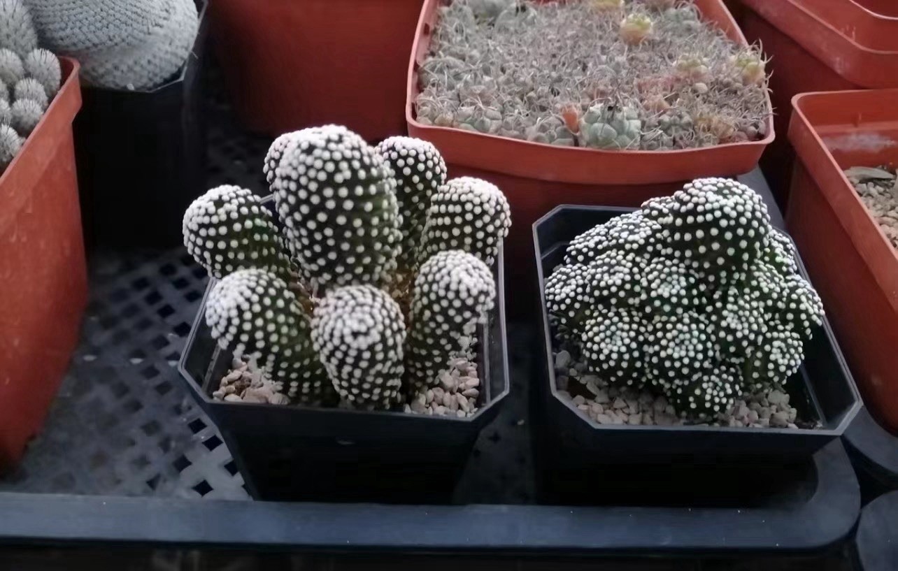 2pcs VIP exclusive link