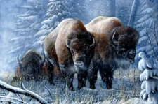 Winter Respite by Kevin Daniel Fine Art Print American Bison Wildlife Hunt 13x19