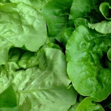 Viroflay Spinach Seeds | Heirloom Spinach Seeds | Fresh NON-GMO Garden Seeds