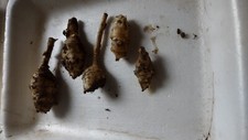 5 tubérculos blancos de alcachofa orgánica mediana y pequeña Jerusalén PARA PLANTAR