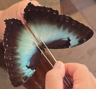 73 Nymphalidae
