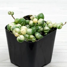 Succulent Plant - Senecio Rowleyanus Variegated String of Pearls - In 2" Pot