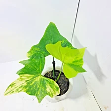 Anthurium Pterodactyl Variegated Free Phytosanitary