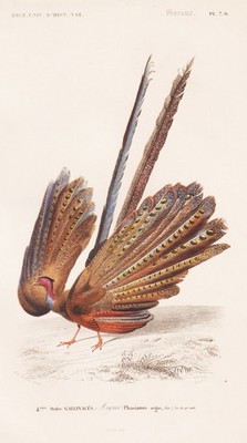 pheasant Fasan Phasianus argus bird engraving Stahlstich Vogel Orbigny 1861