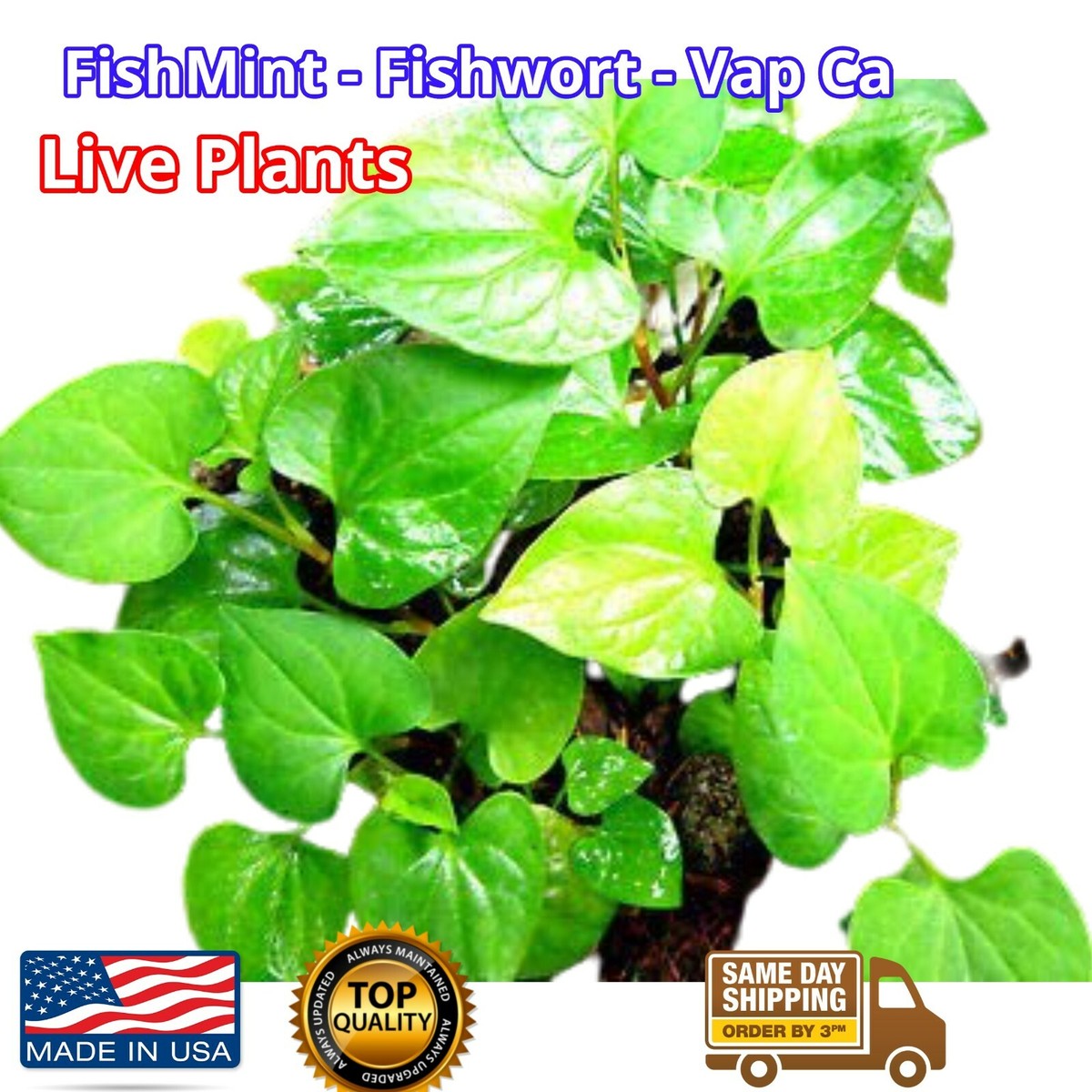 Organic Houttuynia Cordata Dokudami Fish Mint Diep Ca Rau Vap Ca 10x live  plants
