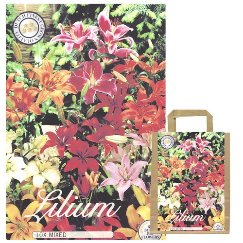 Lilienzwiebeln Sets bunte Blumenzwiebeln Lilium Zwiebeln Knollen Lilien Blüte - Bild 50 von 89