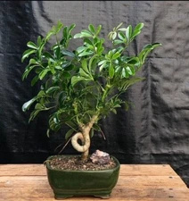Hawaiian Umbrella Bonsai Tree Live Coiled Trunk Style Indoor Plant 11" Tall