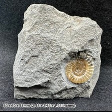 Rara rara promicrocera di ammonite rara | Jurassic Coast | UNESCO | Certificato - Nuova