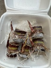 5 Rooted And Sprouted Dark Purple Sugarcane Cutting Sweet Juicy Ready To Plant