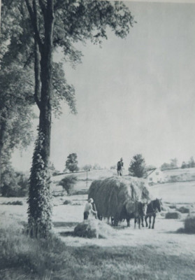 HAYING TIME in Eastford Connecticut Horse Cart from a Real Photo Farming Print