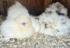    6 silkie Fertile Hatching Eggs   Fun Pen Mix   Pt tested flock