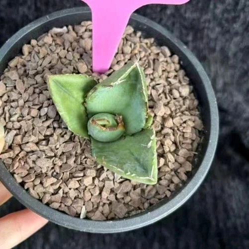 Agave Titanota Juggernaut about 6cm rare Succulent plant - Image 2 of 2