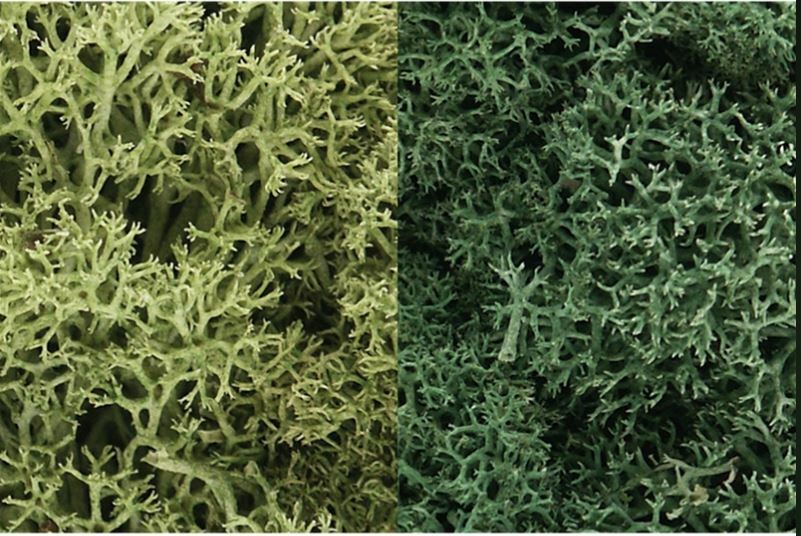 Woodland Scenics L167 Light Green Mix Lichen