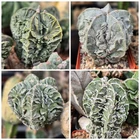 Astrophytum myriostigma 'Fukuryu' 10seeds 2025 year