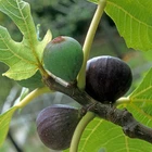 1 Beer's Black Dwarf Fig Tree - Ficus carica