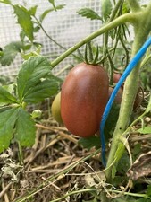 10 graines de tomate russian purple bio