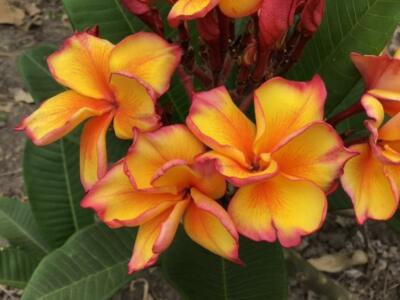 5 Bright Yellow Plumeria Seeds Plants Flower Flowers Perennial