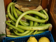 Kalebasse Serpente di Sicilia - Gourd 10+ Samen - Saatgut - Gemüsesamen  C 031