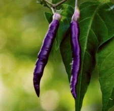 PURPLE CAYENNE PEPPER SEEDS 30+ rare HOT & SPICY salsa NON-GMO FREE SHIPPING 