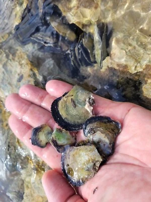 5 Pack Flat Tree Oyster Filter Feeder Marine Saltwater Reef Aquarium CUC