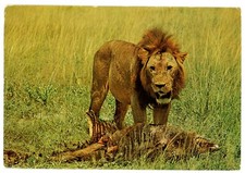 Lion And Its Prey s Bone And Flesh Fields Of East Africa Wildlife 1977 Postcard