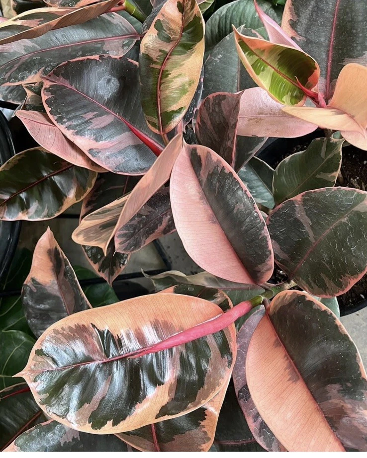 Ficus Elastica Ruby