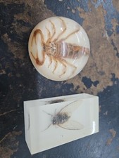 2 Vintage Paperweight Scorpion Horse Fly Insescts Bugs Science 