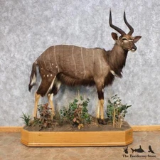 #12322 E | African Nyala Life Size Standing Taxidermy Mount - Antelope Safari