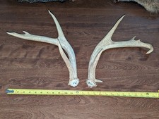 Whitetail Farm Deer Shed Antlers Sheds Horns Rustic Decor  taxidermy Set 2
