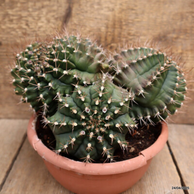D3844 GYMNOCALYCIUM PUNGENS CRESTED 20 YEARS OLD pot18-H15-W24 cm MaMa  Cactus | eBay