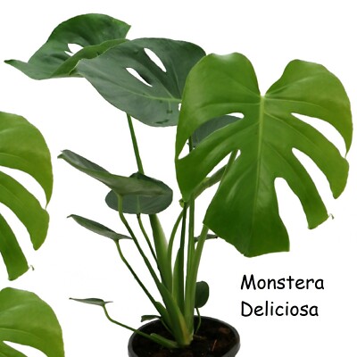 Monstera Deliciosa ~Split Leaf Philodendron~ Beautiful sml Philodendron  Plant | eBay