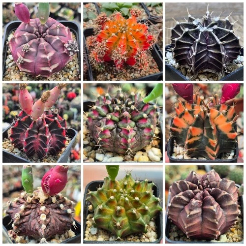 Gymnocalycium mihanovichii hybrid mix  1000seeds   harvest 2025