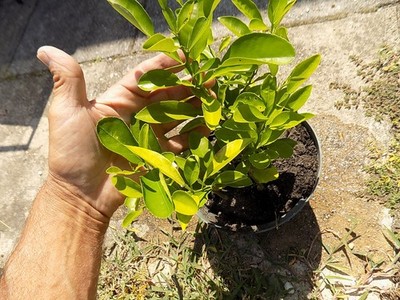 ONE SANBOKAN GRAPE FRUIT SEEDLING - Citrus sulcata | eBay ONE SANBOKAN GRAPE FRUIT SEEDLING - Citrus sulcata | eBay
