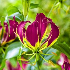 Purple Flame Lily
