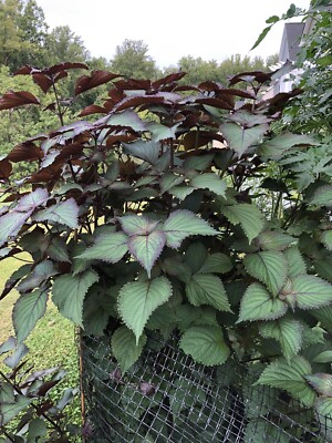 Perilla frutescens 20 live plants or 50 leaves for Cooking | eBay