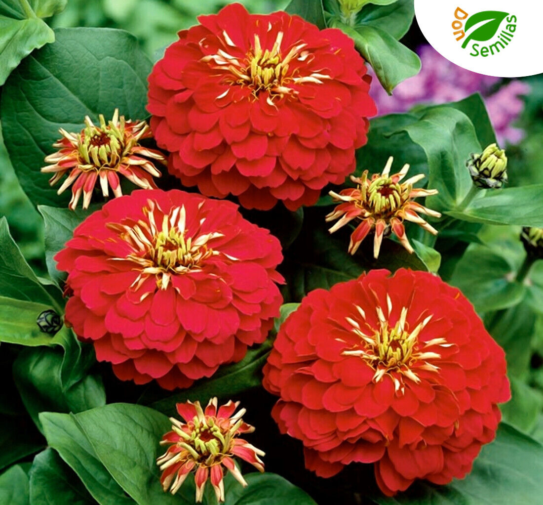 Zinia Flor de Dalia Gigante ROJA ( Zinnia elegans ) 100 semillas - flores |  eBay